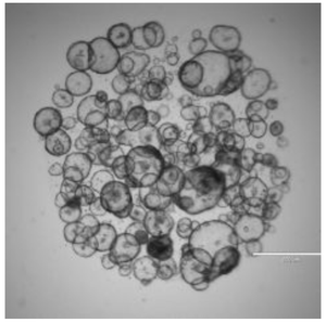 Základní informace o 3D buněčných kulturách: zmrazování kultivace a měření organoidů