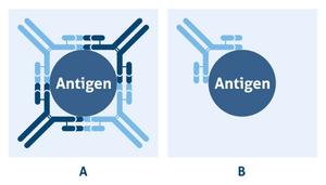 Polyklonální vs. monoklonální protilátky