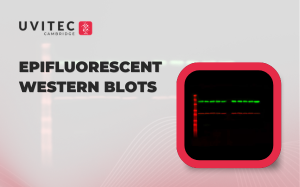 Epifluorescenční Western blotting – 2. díl odborné série webinářů