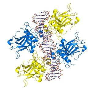 Rekombinantní proteiny ve výzkumu